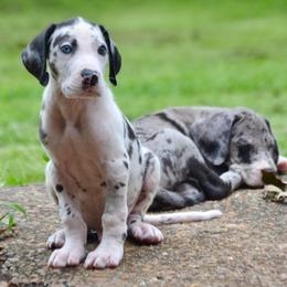Show marked harlequin - Harlequin male Great Dane puppy in Golconda, Illinois from Breken Great Danes