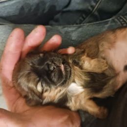 Shih Tzu Puppies from Peterson Shih Tzus