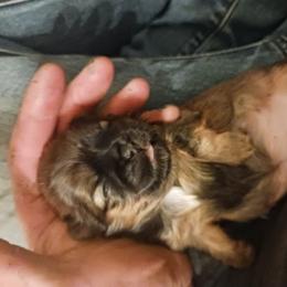Shih Tzu Puppies from Peterson Shih Tzus