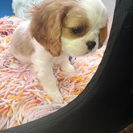 Crunchy - Tri-color male Cavalier King Charles Spaniel puppy in Longview, Texas from Casanova Cavalier King Charles Spaniels