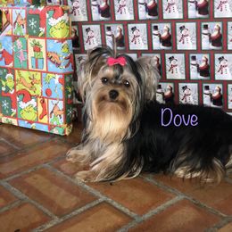 Yorkshire Terrier Puppies from Mountain Magic Yorkies