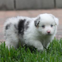 Frosty - Blue merle female Miniature American Shepherd puppy in South El Monte, California from Red Moon Mini Aussies
