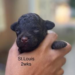 St. Louis - Chocolate male Yorkipoo puppy in Waldorf, Maryland from Luv My Yorkies, LLC