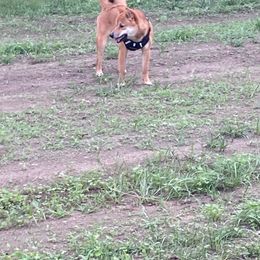 Raiden “Shuggie - Shiba Inu