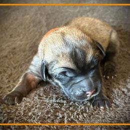 Orange - Fawn male Anatolian Shepherd Dog puppy in Clark, Wyoming from Fyne Acres