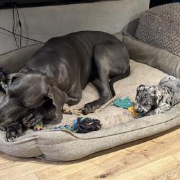 Great Dane Puppies from Ashli’s Great Danes