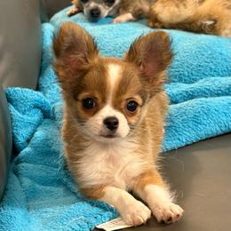 Sable Long Coat Boy 2500 - Gold and white male Chihuahua puppy in Strawberry, Arkansas from Strawberry River Chihuahuas