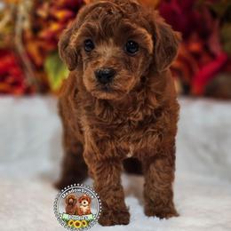 Stella All clear akc - Red  female Poodle puppy in Salem, Missouri from Meadowbrook Poodles