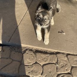 Bubblegum - Agouti and white Siberian Husky puppy in Udall, Kansas from Arctic Circle Kennels