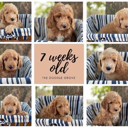 Goldendoodle Puppies from The Doodle grove