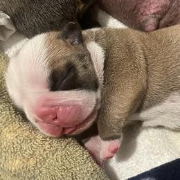 Boy 1 - Fawn male Bulldog puppy in Mount Airy, North Carolina from PrimeCut Bulldogs