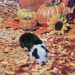 Girl 2 - Black tri-color female Australian Shepherd puppy in Lakeland, Florida from Diamond P Australian Shepherds
