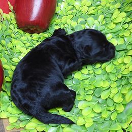 Jingle - Black and white male Havanese puppy in Salt Lake City, Utah from Steal Your Heart Havanese