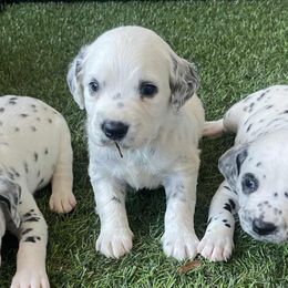 Canyon  - long coat - White and black male Dalmatian puppy in Sedalia, Missouri from Missouri Dalmatians