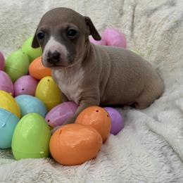 Bernard - Fawn male Italian Greyhound puppy in Wilkes Barre, Pennsylvania from Laraz Pupz