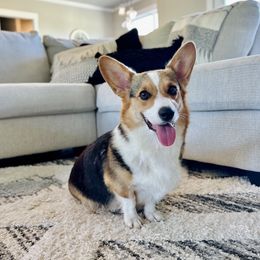 Poppy - Pembroke Welsh Corgi