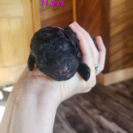 Hot Pink - Collar - Black female Goldendoodle puppy in Fairmont, West Virginia from Mountainside Doodles, LLC