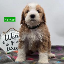 Homer - Red male Bernedoodle puppy in Neillsville, Wisconsin from Granton Creek