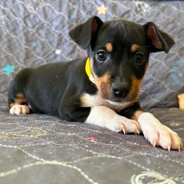 Comet - Black white and tan male Rat Terrier puppy in Molalla, Oregon from The Puppy Patch Rat Terriers