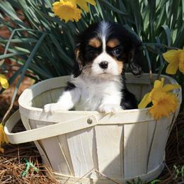 Ernest - Tri-color male Cavalier King Charles Spaniel puppy in Lula, Georgia from Cavaliers by Crumley