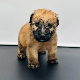 Yellow - Wheaten male Soft Coated Wheaten Terrier puppy in The Colony, Texas from Wonderful Wheatens