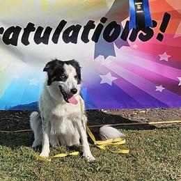 Border Collie All Grown Up from LaTiKi Border Collies