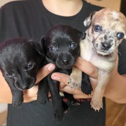 Chihuahua Puppies from Nine Mile Farms