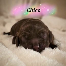 Chico - Brown male Cocker Spaniel puppy in North Carolina from Cocker Cottage