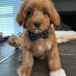 D-Orange Boy - Red  male Goldendoodle puppy in Lewisville, Texas from Texas Goldendoodle Lovers