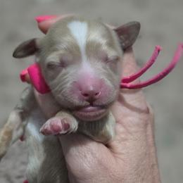 Pink Collar Girl - Red  female Goldendoodle puppy in Vernon, Texas from Sugarland's Texas Goldendoodles