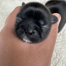 Kuna - Black and white female Shih Tzu puppy in Orange, California from Shih Tzu Hauz