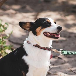 Daisy - Pembroke Welsh Corgi