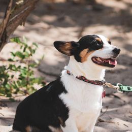 Daisy - Pembroke Welsh Corgi