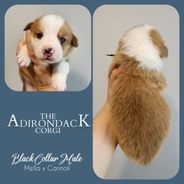 Black Collar - Red male Pembroke Welsh Corgi puppy in Warrensburg, New York from The Adirondack Corgi