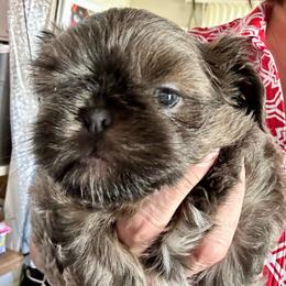 Wilbur - Blue male Shih Tzu puppy in Kettering, Ohio from LaDawn’s Little Lions