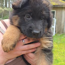 Boy 4 - Black and red male German Shepherd puppy in Coupeville, Washington from Von Hilkey Shepherds