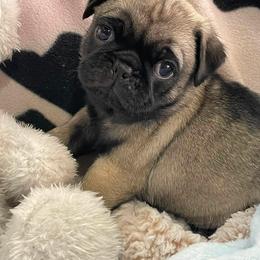 Pedro - Fawn male Pug puppy in Hesperia, California from Amatskennel - Stubby Tails Ranch