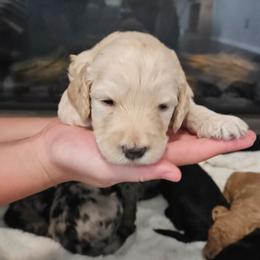 Daisy - Cream female Goldendoodle puppy in Meridian, Idaho from Lucy's Golden Doodles