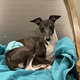 Tux - Italian Greyhound