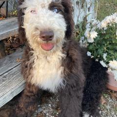 Princess - Aussiedoodle puppy from Shepherd Hill Doodles