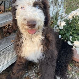 Princess - Aussiedoodle puppy from Shepherd Hill Doodles