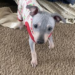 Prince - Blue tan and white American Hairless Terrier puppy in Toto, Indiana from Toto Terriers