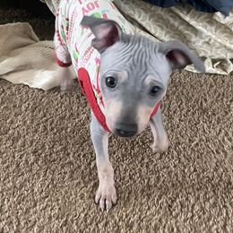 Prince - Blue tan and white American Hairless Terrier puppy in Toto, Indiana from Toto Terriers