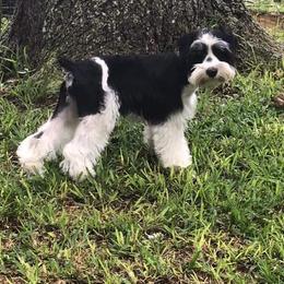 Miniature Schnauzer All Grown Up from Fur Covered Angels