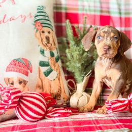 American Leopard Hound, Bluetick Coonhound, and German Shepherd Puppies from Haus Biery German Shepherds, Benchmark Blueticks & Leopard Hounds