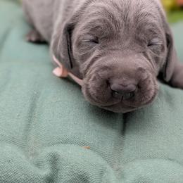 Cassandra - Blue female Weimaraner puppy in Evart, Michigan from Drehbar Weimaraners