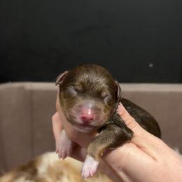 Tiana - Red tri-color female Miniature American Shepherd puppy in Groesbeck, Texas from Empire Miniature American Shepherds