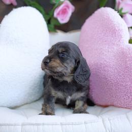 USTIN - AKC Registered - Brindle male Dachshund puppy in Graceville, Florida from Misty's 101 Doxies
