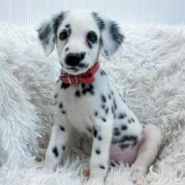 Red - White and black male Dalmatian puppy in Gray, Georgia from Fuller Spots