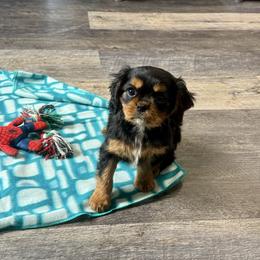 Bruiser - Black and tan male Cavalier King Charles Spaniel puppy in Macomb, Missouri from Hunter's Puppies
